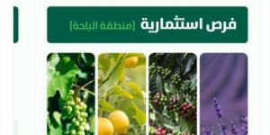 طرح 5 مشاريع زراعية لإنتاج الفاكهة والبن والزهور في الباحة