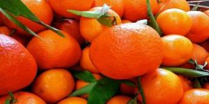البرتقال
      المصري
      يواصل
      الصدارة
      في
      أوروبا..
      صادراته
      ارتفعت
      5.2%
      خلال
      5
      أشهر
